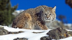 Nature snow Animals lynx