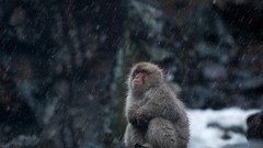Nature snow Animals monkeys snow monkey