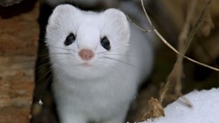 Nature snow Animals national geographic weasels