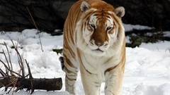 Nature snow Animals Tigers feline golden tiger