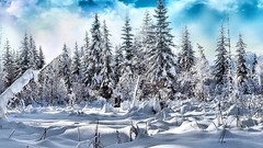 Nature snow forests Evergreen