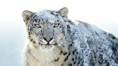 nature snow leopards snow Animals big cats leopard (animal)