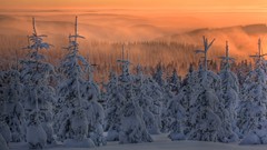 Nature snow pine trees nordic