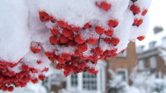 Nature snow Trees fruits