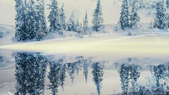 Nature snow Trees snow