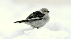 Nature snow winter Animals Birds Alaska snow bunting