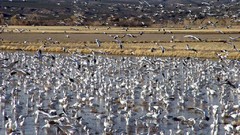 Nature snow winter Animals Birds home geese