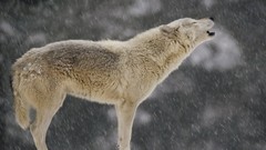 Nature snow winter Animals cold snowdrops Wolves howling wolf