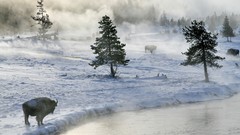Nature snow winter avalanche rivers bison