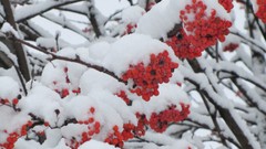 Nature snow winter Berries rowan tree
