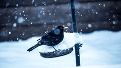 Nature snow winter Birds Black Bird