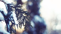 Nature snow winter light spruce close-up bokeh fir-tree