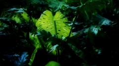 Nature soft light artwork