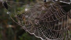 Nature spider webs