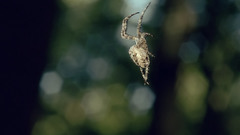 Nature spiders arachnids