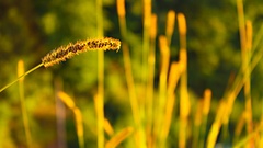 Nature spikelets blurred background