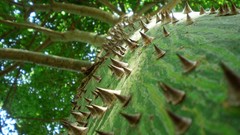 Nature spikes depth of field