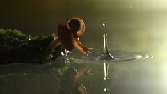 nature splashes ripples snail reflection water drops Animals