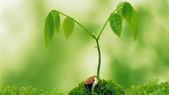 Nature sprouts