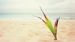 Nature sprouts Beaches