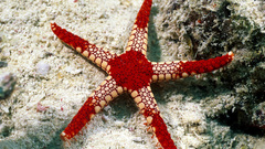 Nature starfish