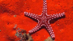 Nature starfish