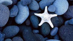Nature stones starfish