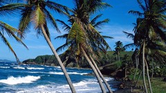 Nature summer Islands palm trees waves tropical saint lucia