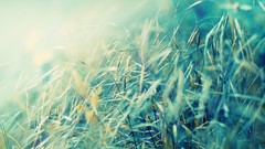 Nature summer pastel