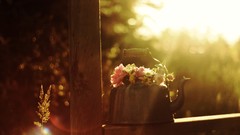 Nature sun Flowers retro