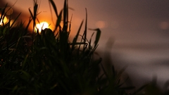 Nature sun grass bokeh