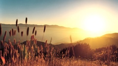 Nature sun spikelets