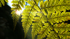 Nature sunlight Ferns