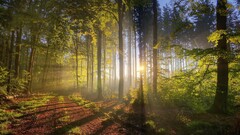 nature sunset forest landscape sunlight path hdr natural light