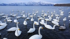Nature Swans