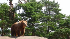 Nature sweden Bears zoo