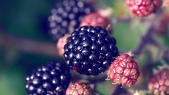Nature sweets (candies) raspberries