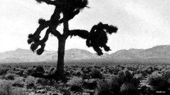 Nature The joshua tree