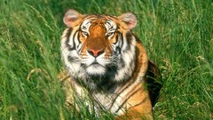 Nature Tigers documentary