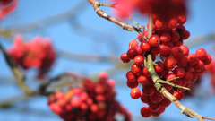 Nature tree berry rowan