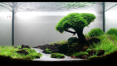 Nature tree strange underwater