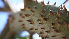 Nature Trees Africa thorns