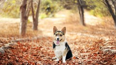 Nature Trees Animals autumn Dogs welsh corgi corgi fallen leaves