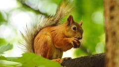 Nature Trees Animals branches hazelnuts squirrels