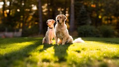 Nature Trees Animals Dogs sunlight pets depth of field domestic 