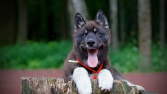 Nature Trees Animals Dogs tongue paws pets domestic dog