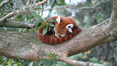 Nature Trees Animals red