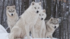 Nature Trees Animals Wolves White Wolf