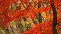 Nature Trees autumn forests
