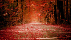 Nature Trees autumn forests